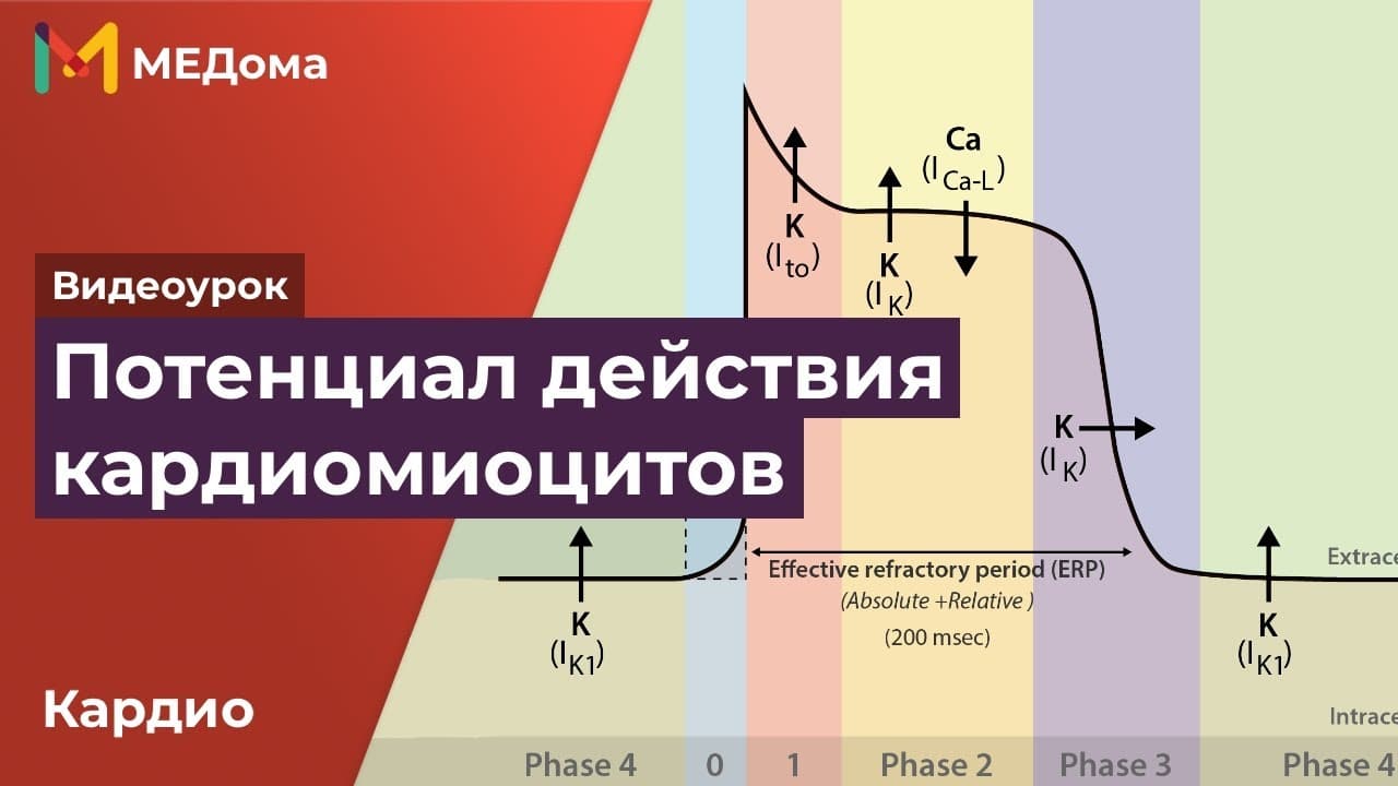 Потенциал действия кардиомиоцитов
